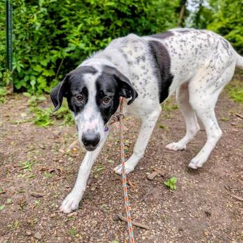 Marley Quinn -  Mixed Breed Dog for Adoption in Walker, Michigan - Marley Quinn | PetCurious