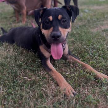 Churrito -  Pit Bull Terrier and Rottweiler Dog for Adoption in Detroit, Michigan - Churrito | PetCurious