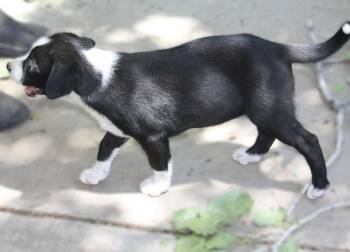 Lainey -  Australian Shepherd Dog for Adoption in Albuquerque, New Mexico - Lainey | PetCurious