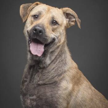 Nylah -  German Shepherd Dog Dog for Adoption in Krum, Texas - Nylah | PetCurious