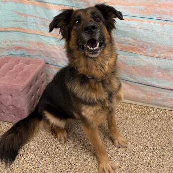 Rescue Shepherd Dogs for Adoption in Cheyenne, Wyoming - Amara | PetCurious