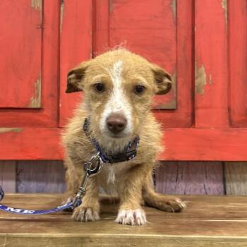 Chihuahua and Terrier Dogs Available for Adoption in Midland, Texas - FWT Rolly | PetCurious