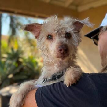 Crissy -  Maltese Dog for Adoption in Ramona, California - Crissy | PetCurious