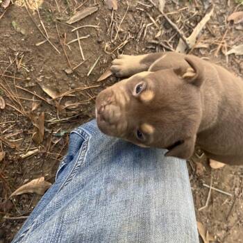 Boxer and Mixed Breed Dogs Available for Adoption - MPAC-Stray-3065_2_3_4_5 | PetCurious