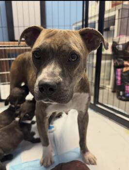 Betsy-FOSTER ME -  Pit Bull Terrier Dog for Adoption in Redondo Beach, California - Betsy-FOSTER ME | PetCurious