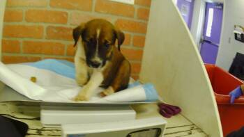 A2092905 -  German Shepherd Dog and Staffordshire Bull Terrier Dog for Adoption in Houston, Texas - A2092905 | PetCurious