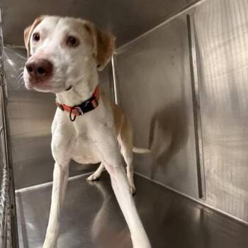 Shepherd Dogs Available for Adoption in Des Moines, Iowa - Caldwell | PetCurious