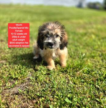 Mochi -  Miniature Poodle and Spaniel Dog for Adoption in Oviedo, Florida - Mochi | PetCurious