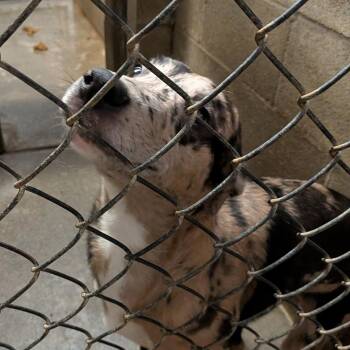 Catahoula Leopard Dog Dogs Available for Adoption - Rocky | PetCurious