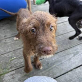 Voodoo -  Poodle and Pit Bull Terrier Dog for Adoption - Voodoo | PetCurious