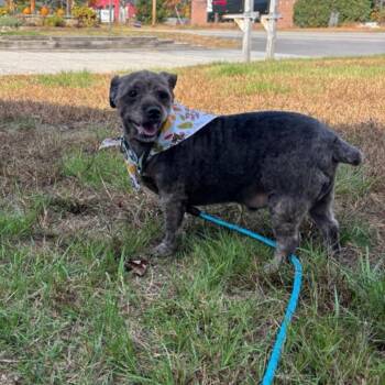 Chaos -  Yorkshire Terrier and Miniature Poodle Dog for Adoption in Conway, New Hampshire - Chaos | PetCurious