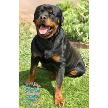 Evan RB -  Rottweiler Dog for Adoption in Inglewood, California - Evan RB | PetCurious
