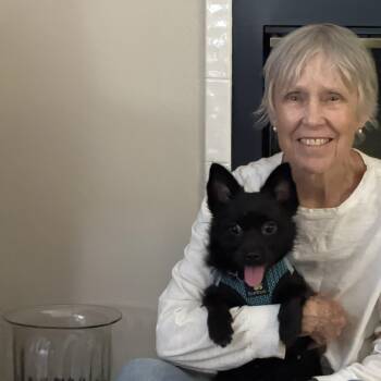 Roxy -  Scottish Terrier Dog for Adoption in Maitland, Florida - Roxy | PetCurious