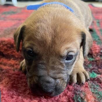 Black Mouth Cur and Beagle Dogs Available for Adoption in Metamora, Michigan - Gill | PetCurious