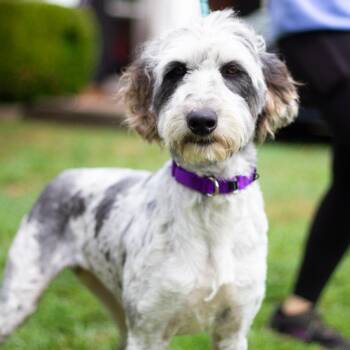 Poodle and Mixed Breed Dogs Available for Adoption in Cumming, Georgia - Dixie 22276 | PetCurious