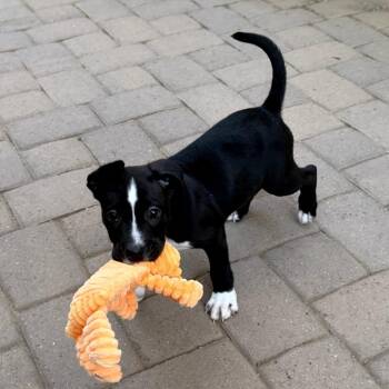 Scrappy -  Pit Bull Terrier Dog for Adoption in Chandler, Arizona - Scrappy | PetCurious