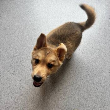 Yukon -  Husky and Shepherd Dog for Adoption in Clavet, Saskatchewan - Yukon | PetCurious