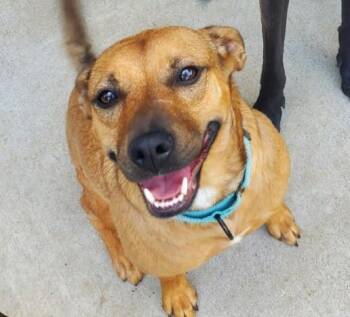 Zoe -  Terrier Dog for Adoption in Huber Heights, Ohio - Zoe | PetCurious
