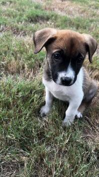 Sally -  Boxer and Jack Russell Terrier Dog for Adoption - Sally | PetCurious