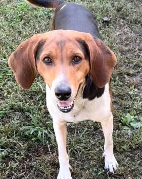 Mary Jane-Available 10/10 www.lhar.dog to apply -  Beagle Dog for Adoption in Frederick, Maryland - Mary Jane-Available 10/10 Www.lhar.dog To Apply | PetCurious