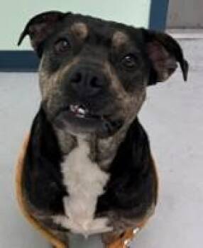 Ria -  Mixed Breed Dog for Adoption in Savannah, Georgia - Ria | PetCurious