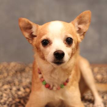 Punkin -  Chihuahua Dog for Adoption in Yukon, Oklahoma - Punkin | PetCurious
