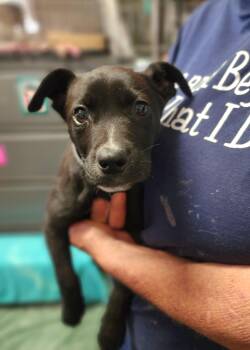 Black Labrador Retriever Dogs Available for Adoption in Clinton, Missouri - Sadie | PetCurious