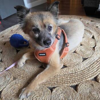 Lulu -  Pomeranian and Mixed Breed Dog for Adoption in Pacifica, California - Lulu | PetCurious