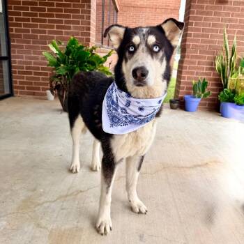 Siberian Husky Dogs Available for Adoption - Subaru | PetCurious