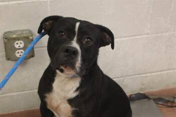 TACOMA -  Mixed Breed Dog for Adoption in Columbia, South Carolina - TACOMA | PetCurious