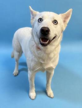 Gojo -  Siberian Husky and Mixed Breed Dog for Adoption in Bowling Green, Kentucky - Gojo | PetCurious