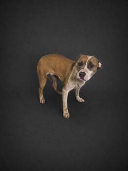 American Bulldog and Mixed Breed Dogs Available for Adoption in Winter Haven, Florida - LEILA | PetCurious