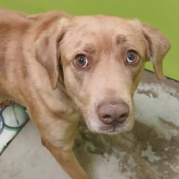 Tupawc -  Catahoula Leopard Dog and Mixed Breed Dog for Adoption in Spokane, Washington - Tupawc | PetCurious