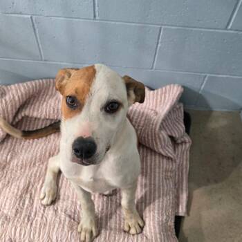 Jack Russell Terrier and Mixed Breed Dogs Available for Adoption - Nitro | PetCurious