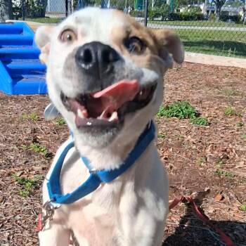 Perry -  Mixed Breed Dog Available for Adoption in West Palm Beach, Florida - Perry | PetCurious