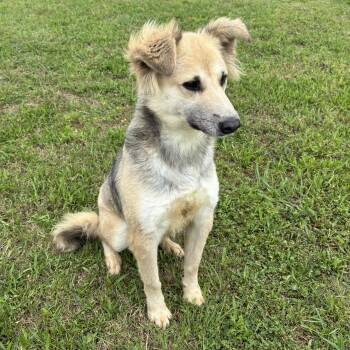 Shepherd Dogs Available for Adoption in Pilot Point, Texas - Rainbow  | PetCurious