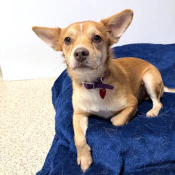 Axel -  Mixed Breed Dog for Adoption in Medford, Oregon - Axel | PetCurious