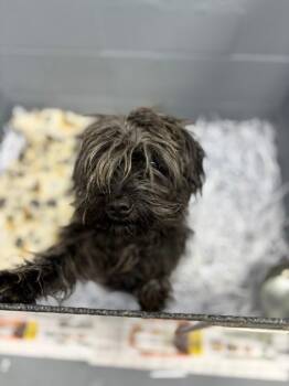 Terrier Dogs Available for Adoption - Fru Fru | PetCurious