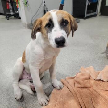 Fynn -  Shepherd and Black Mouth Cur Dog for Adoption in Tampa, Florida - Fynn | PetCurious