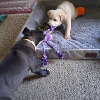 Mixed Breed Dogs Available for Adoption in Buffalo, Minnesota - Pudding | PetCurious