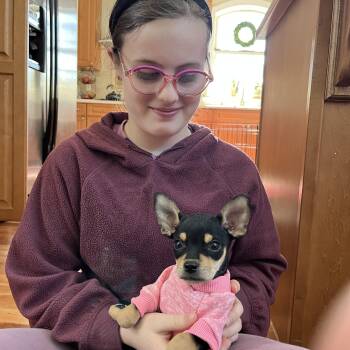 Chihuahua and Rat Terrier Dogs Available for Adoption - Taco Belle | PetCurious