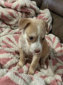 Whimsy -  Labrador Retriever Dog for Adoption in Silsbee, Texas - Whimsy | PetCurious