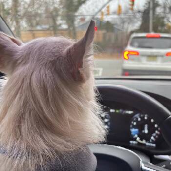 Terrier Dogs Available for Adoption - Turbo | PetCurious