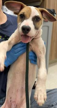 Micah -  Bull Terrier and Mixed Breed Dog for Adoption in Honolulu, Hawaii - Micah | PetCurious