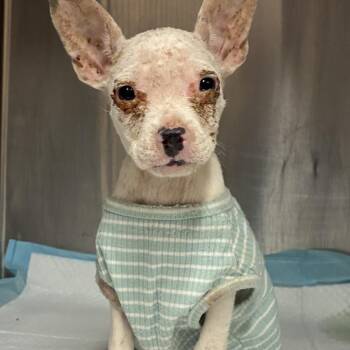 Emmie -  Pit Bull Terrier Dog for Adoption in Edinburg, Texas - Emmie | PetCurious