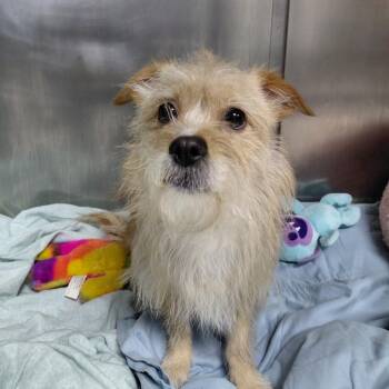 Jack Russell Terrier and Chihuahua Dogs Available for Adoption in Philadelphia, Pennsylvania - Peanut | PetCurious