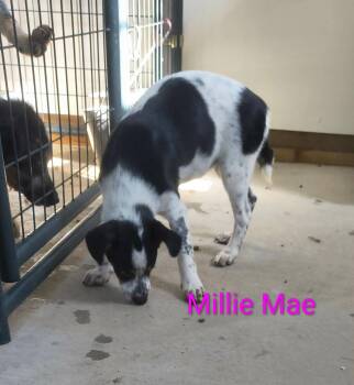 Millie Mae -  Beagle and Australian Cattle Dog Blue Heeler Dog for Adoption in Stover, Missouri - Millie Mae | PetCurious