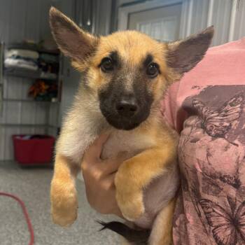 Tinkerbell: 2922 -  German Shepherd Dog and Norwegian Elkhound Dog for Adoption in Fairmont, West Virginia - Tinkerbell: 2922 | PetCurious