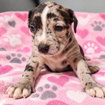 Queen -  American Bulldog and Catahoula Leopard Dog Dog for Adoption in Cartersville, Georgia - Queen | PetCurious