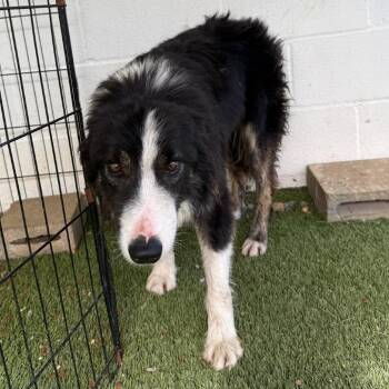 Border Collie Dogs Available for Adoption - Collin 7834 | PetCurious